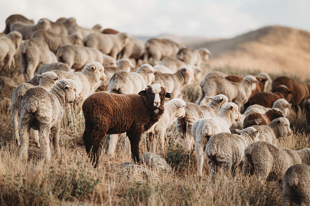 The Outcast - Meirno Wool
